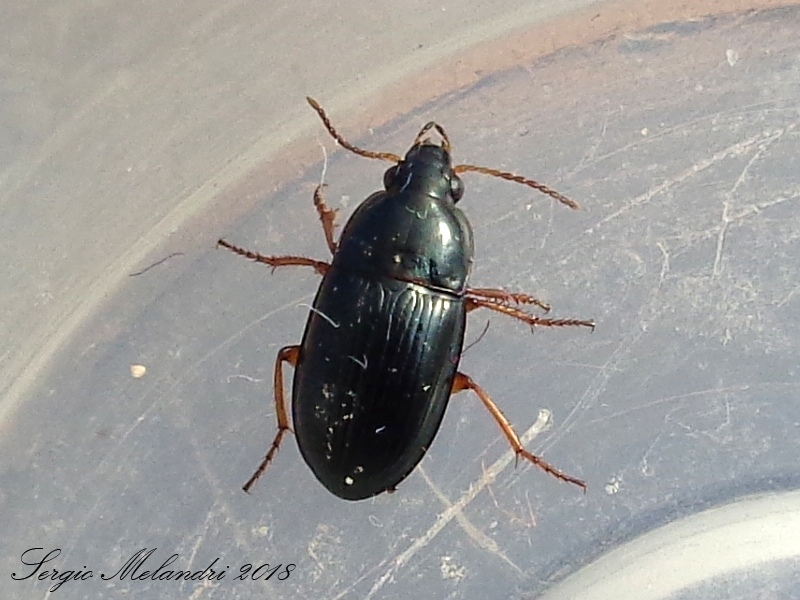 Carabidae: Amara lucida